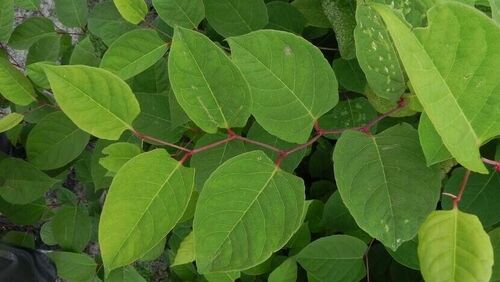 Blad van de Japanse duizendknoop: groot, hartvormig blad met een spitse punt en duidelijke nerven. Groeit aan een holle roodgroene stengel, in een zigzagpatroon groeit.